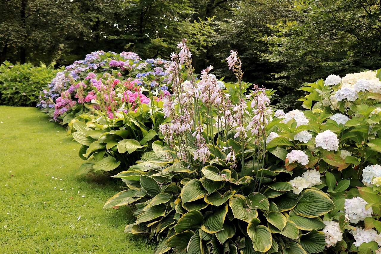 hosta